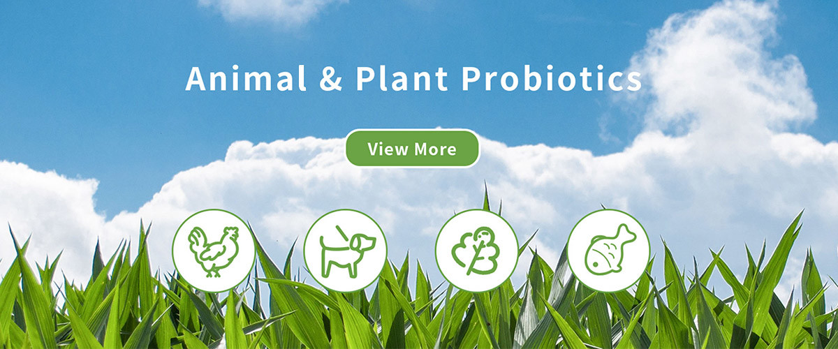 kualitas Enzim Tekstil pabrik