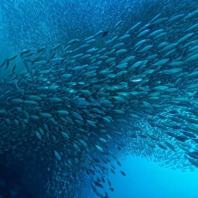 Harga yang bagus Meningkatkan Hasil Minyak Laut: Dampak Lipase dalam Teknik Bioprocessing Modern on line