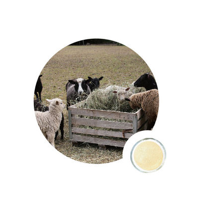 Harga yang bagus Endo-1 4-Xilanase Oligosakarida on line