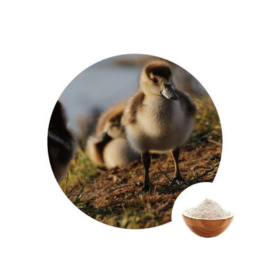 Harga yang bagus 10000u G Glukosa Oksidase Dalam Industri Makanan Nomor Ec 1.1.3.4 Enzim Unggas on line