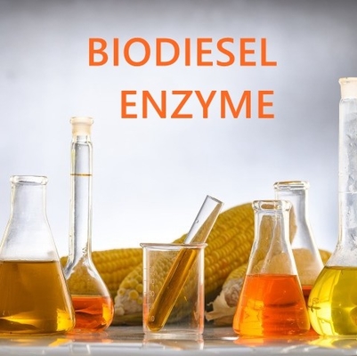 Harga yang bagus Enzim Esterase Asam Lemak Kelarutan Tinggi untuk Aplikasi Farmasi on line