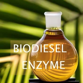 Harga yang bagus Reaksi Transesterifikasi Enzim Lipase Untuk Sintesis Biodiesel on line
