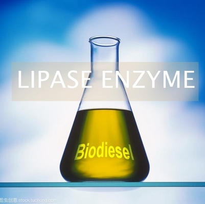 Harga yang bagus Biofuel Alternatif Enzim Lipase Di Produksi PH 6.0 - 8.0 on line
