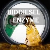 Harga yang bagus Aktivitas Produksi Biodiesel Jalur Metabolik Lipid Enzim Lipid on line