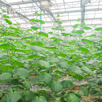 Harga yang bagus Dosis Biasanya 0,1 persen sampai 1 persen berdasarkan berat dari permukaan pulp Sizeing Enzyme Cairan atau Bubuk Bentuk aditif lapisan kertas on line